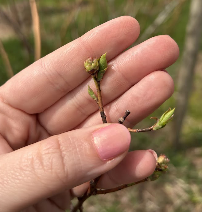 A hand holding the end of a blueberry branch with Bluecrop blueberry leaves and buds emerging.